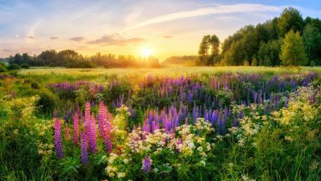 Vibrant Lupine Field at Sunrise wallpaper