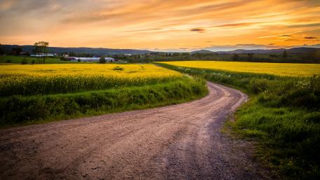 Golden Sunset Over a Serene Dirt Road wallpaper