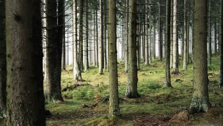 Misty Forest Serenity wallpaper