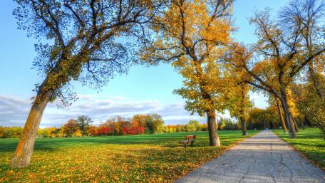 Serene Autumn Park Pathway wallpaper