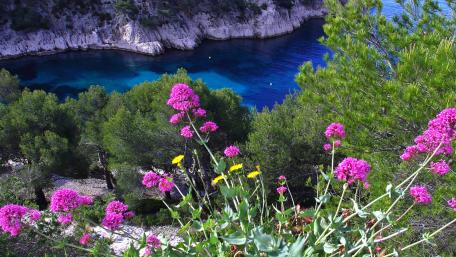 Vibrant Wildflowers Overlooking the Serene Lagoon wallpaper