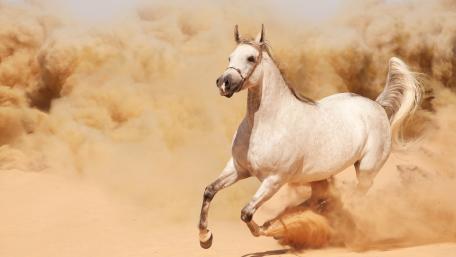 White Horse in Motion wallpaper