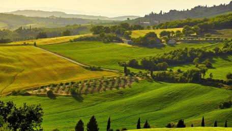 Lush Green Hills Under Golden Light wallpaper