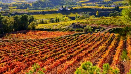 Autumn Vineyard in Full Colorful Bloom wallpaper