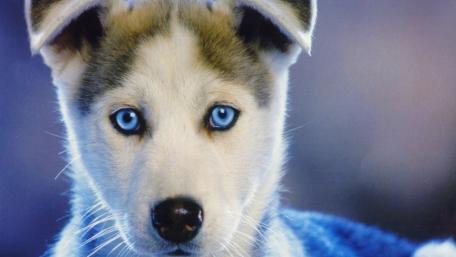 Charming Blue-Eyed Husky Puppy Wallpaper wallpaper