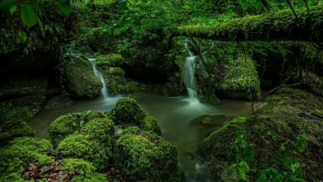 Serenity in a Mossy Forest wallpaper