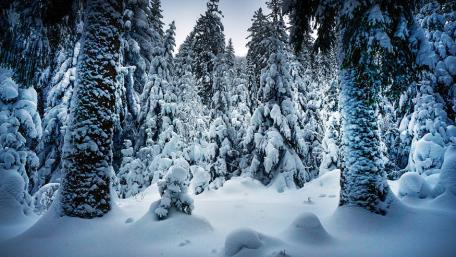 Winter Wonderland in a Snowy Pine Forest wallpaper