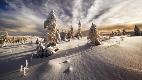 Snowy Trees in a Winter Wonderland wallpaper
