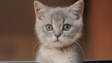 Adorable Grey Kitten with Big Eyes wallpaper