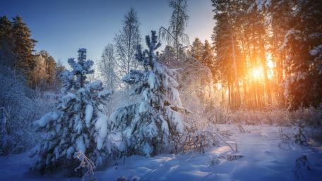 Winter Wonderland in a Snowy Forest wallpaper