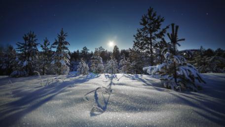 Magical Winter Night Under Stars wallpaper