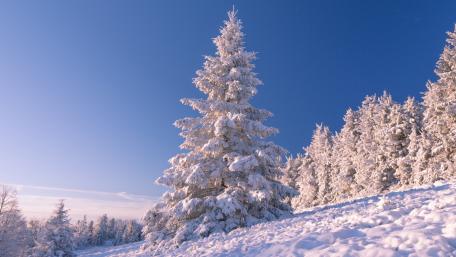 Winter Wonderland in Tranquil Bliss wallpaper