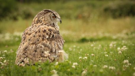 Majestic Owl in a Serene Field Setting wallpaper