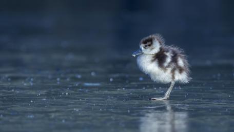 Adorable Little Duckling on Ice wallpaper
