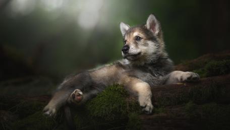 Tamaskan Dog Puupy wallpaper