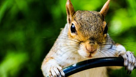 A squirrel on the wheel wallpaper