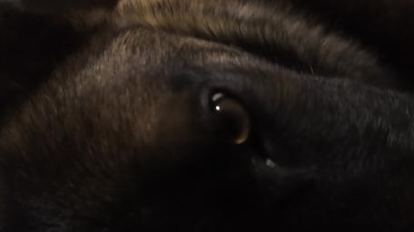 Belgian Shepherd wallpaper