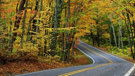 Autumn Pathway Through Colorful Forest wallpaper