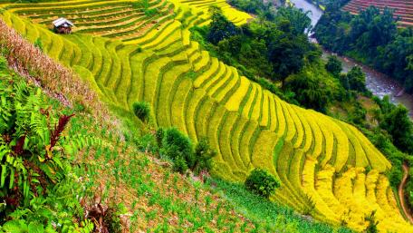Majestic Rice Terraces in Vibrant Greenery wallpaper