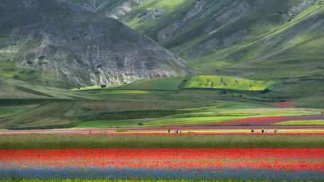 Vibrant Fields in a Highland Landscape wallpaper