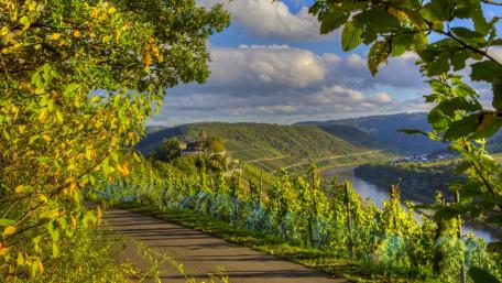 Tranquil Vineyard Landscape in Autumn Sunshine wallpaper