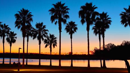 Silhouetted Palms at Dusk Over Serene Waters wallpaper