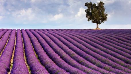 Serenity in Lavender Fields wallpaper