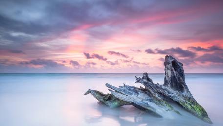 Tranquil Driftwood under a Pink Sky at Sea wallpaper