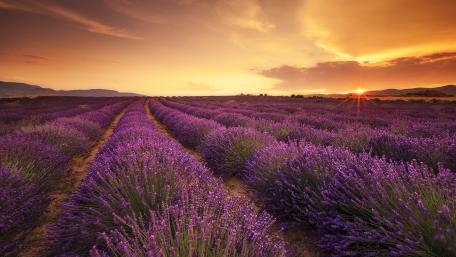 Lavender Field at Sunset Beauty wallpaper