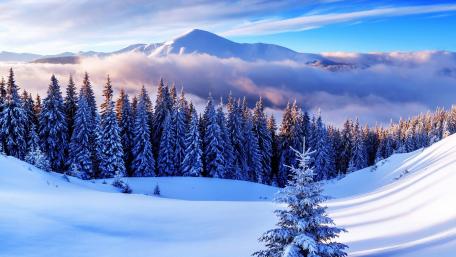 Snow Morning wallpaper