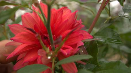 Hibiscus Flower wallpaper