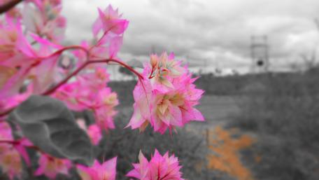 Great Flowers from North India wallpaper