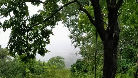 Nature and realistic Tree wallpaper