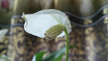 Elegant White Flower Close-Up for Tranquil Spaces wallpaper