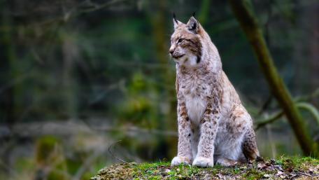 Majestic Lynx in Natural Habitat wallpaper