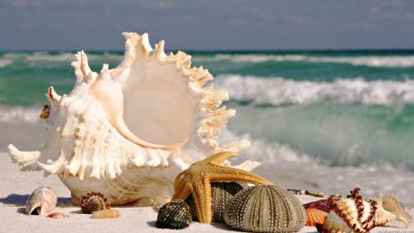 Serene Beach Shells Underneath Summer's Sunlight wallpaper