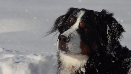 Berniese Mountain Dog wallpaper
