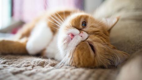 Persian Cat wallpaper