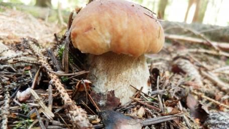 Mushroom in a Tranquil Forest Setting wallpaper