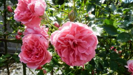 Delicate Pink Roses in Full Bloom wallpaper