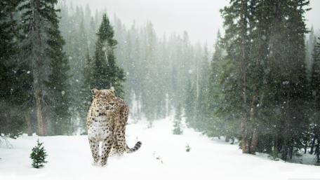 Persian leopard wallpaper