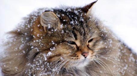 Fluffy Cat in a Winter Wonderland wallpaper