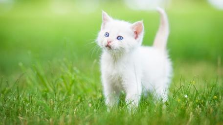 Adorable White Kitten in Green Grass wallpaper