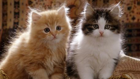 Whiskered Companions in Warm Embrace wallpaper