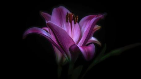 Lily flower wallpaper