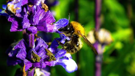 Bumblebee on a flower wallpaper