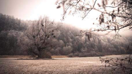 Hoarfrost Morning in Winter Field wallpaper