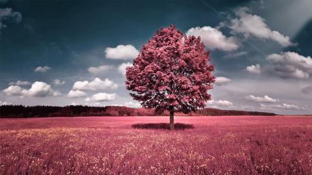 Pink tee wallpaper