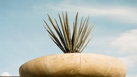 Sculptural Plant Elegance in Nature's Design wallpaper