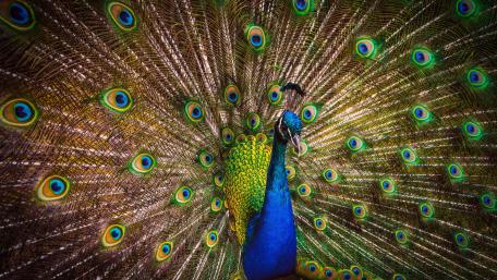 Colorful Peacock wallpaper